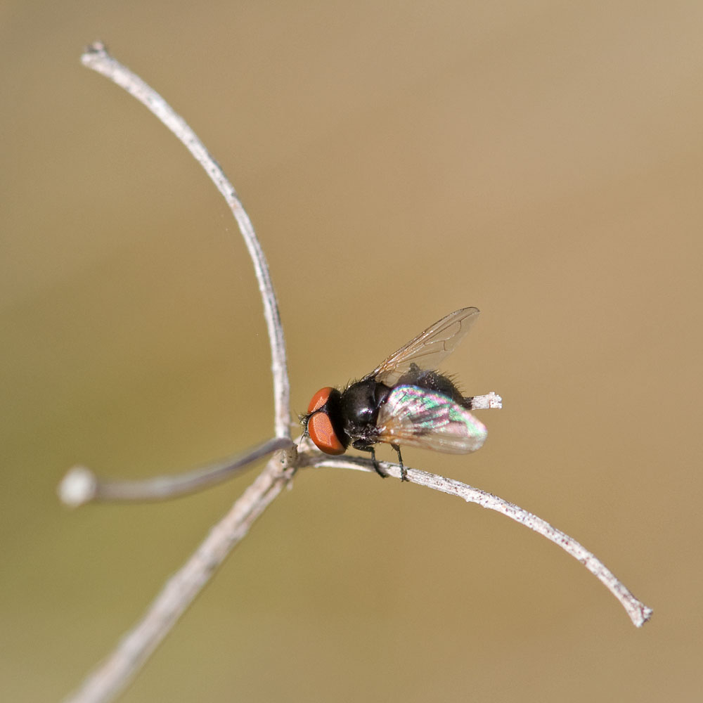 Phasia (Hyalomyia) spec
